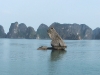 con_coc_islet
