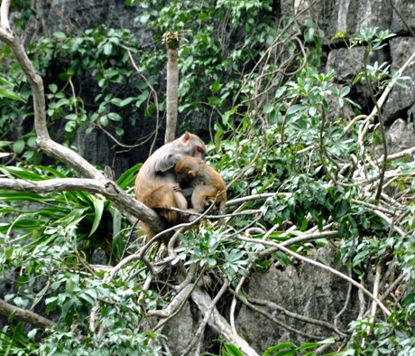 monkey on Halong bay islands monkey on Halong bay islands